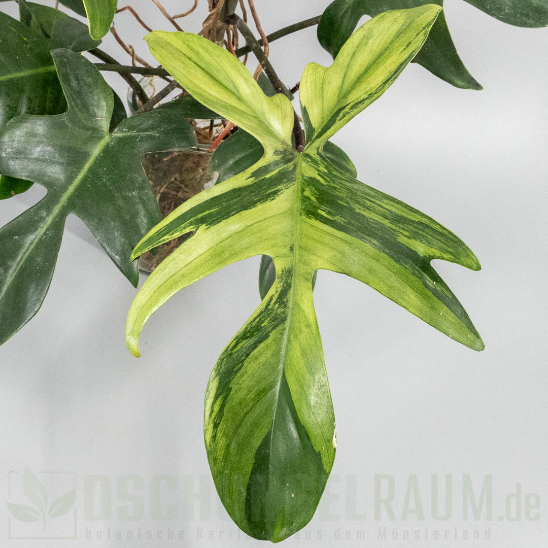 Philodendron Florida Beauty mint variegata