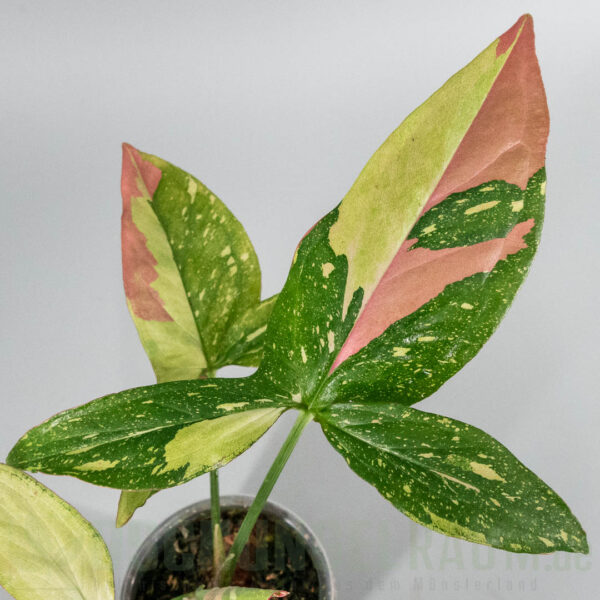 Syngonium red spot tricolor