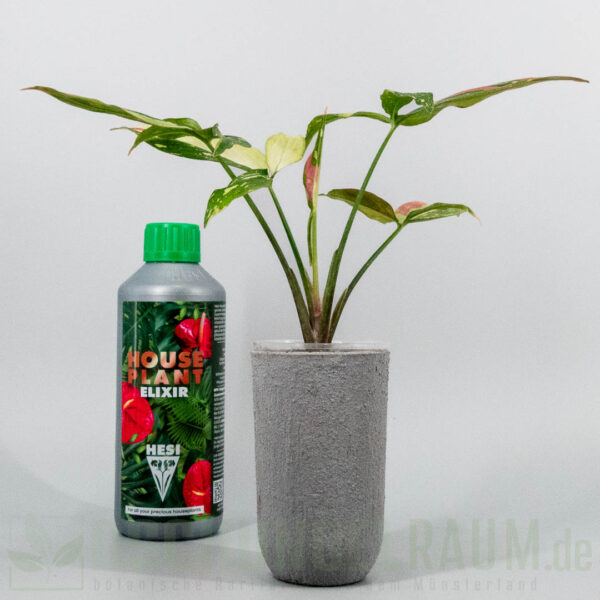 Syngonium red spot tricolor