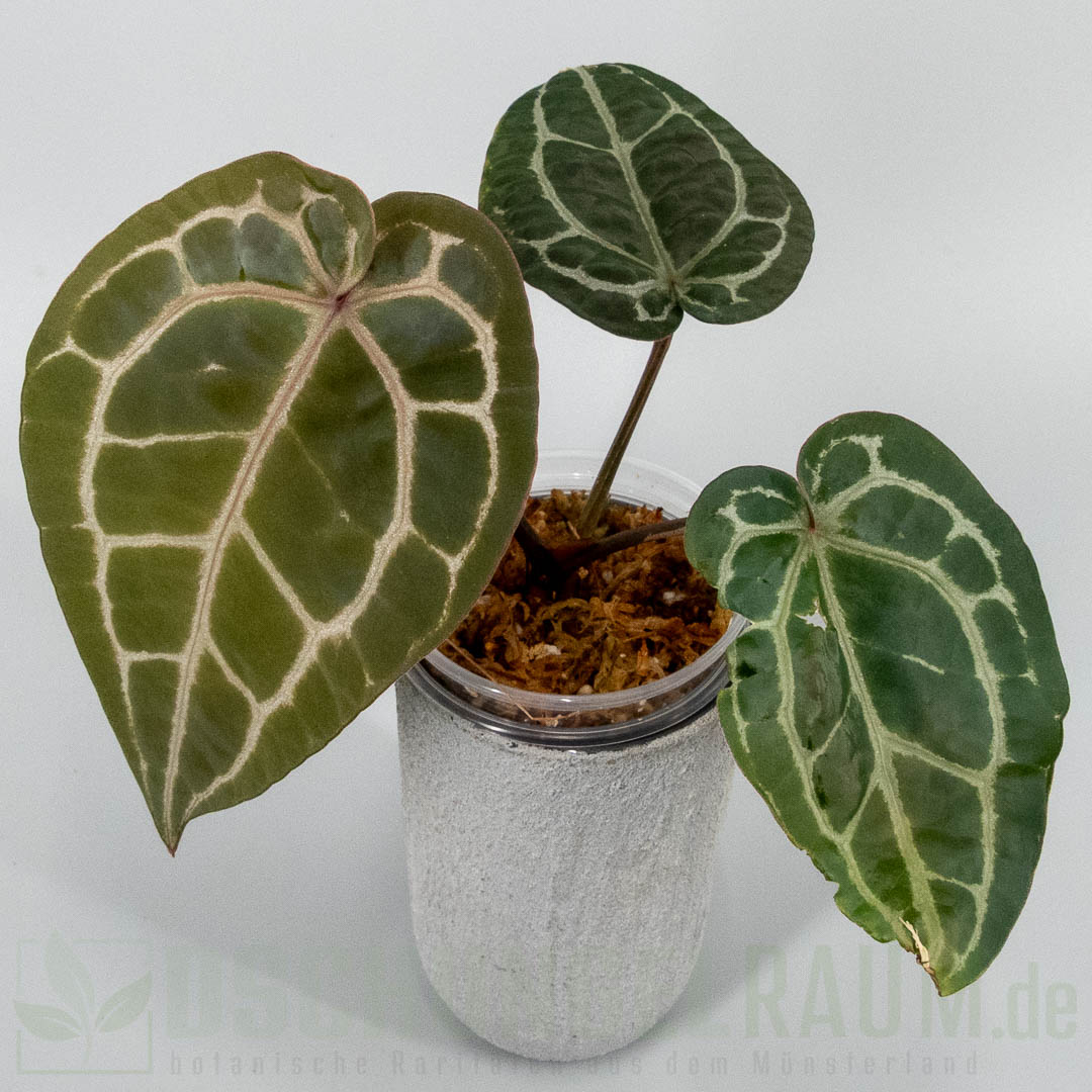 Anthurium Michelle DocBlock