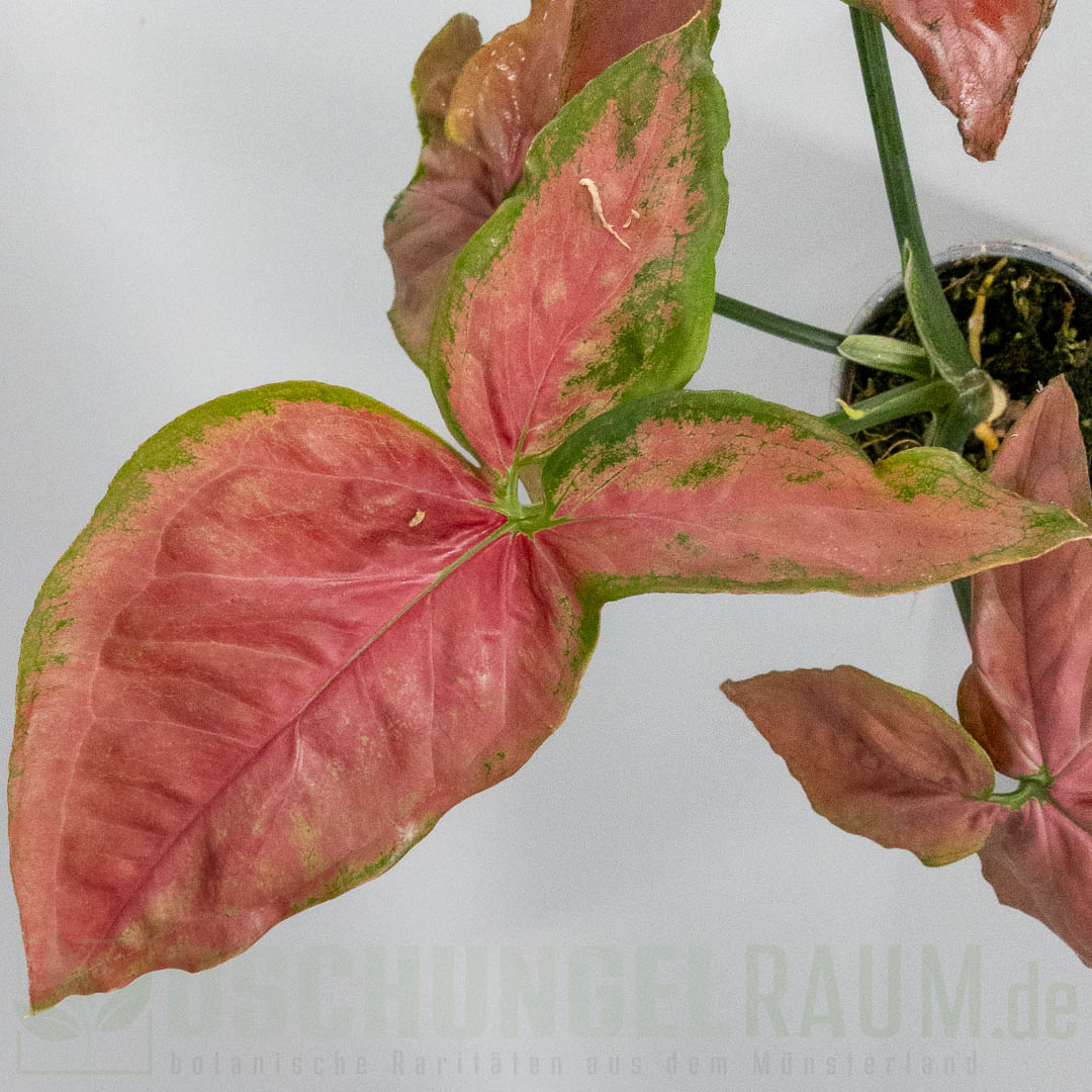 Syngonium orm nak super red