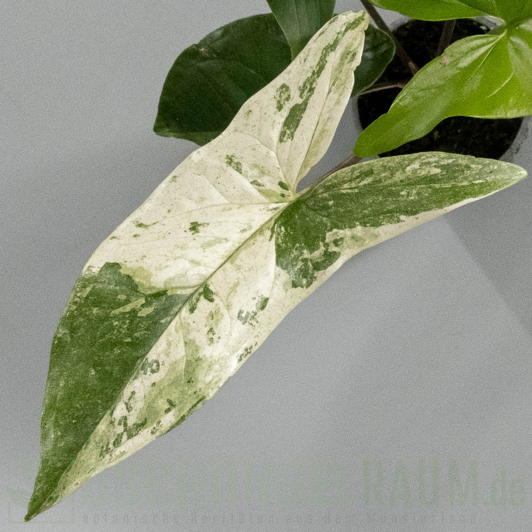 Syngonium Mint of Sumatra