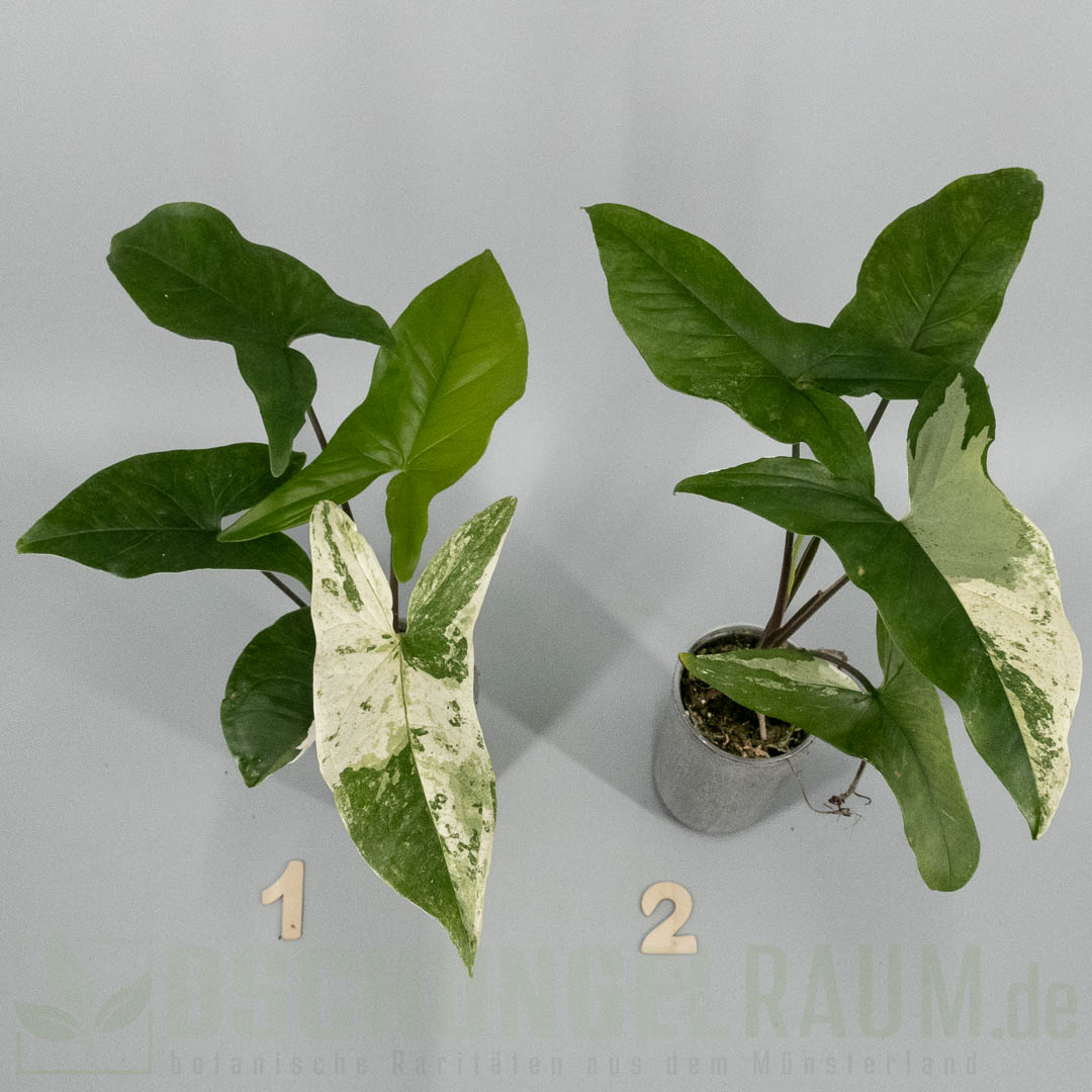 Syngonium Mint of Sumatra