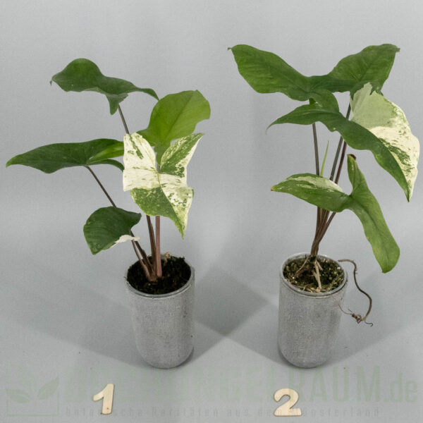 Syngonium Mint of Sumatra