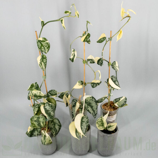 Scindapsus mayari variegata
