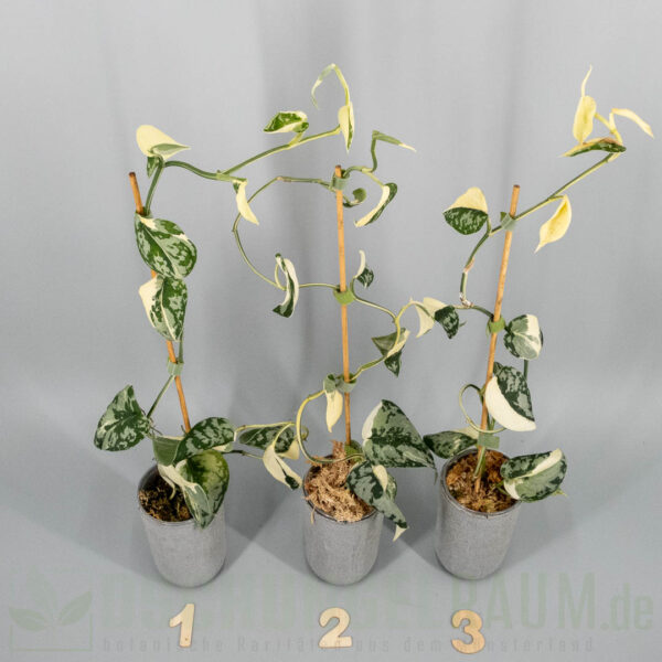 Scindapsus mayari variegata