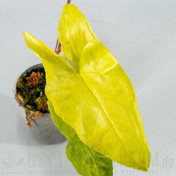 Syngonium goldie