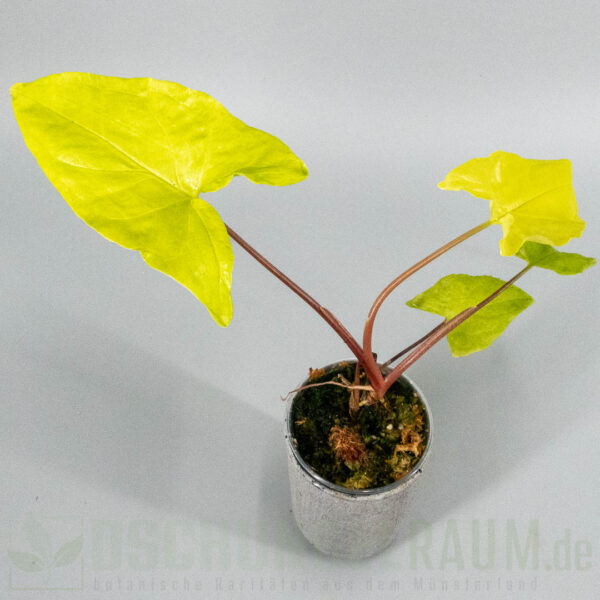 Syngonium goldie
