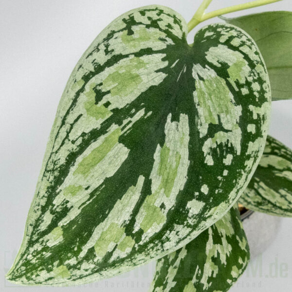 ​Scindapsus multicolor
