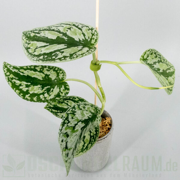 ​Scindapsus multicolor