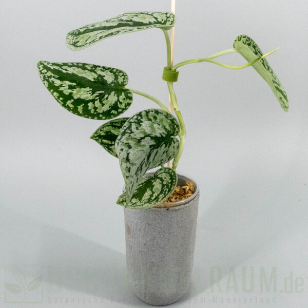 ​Scindapsus multicolor