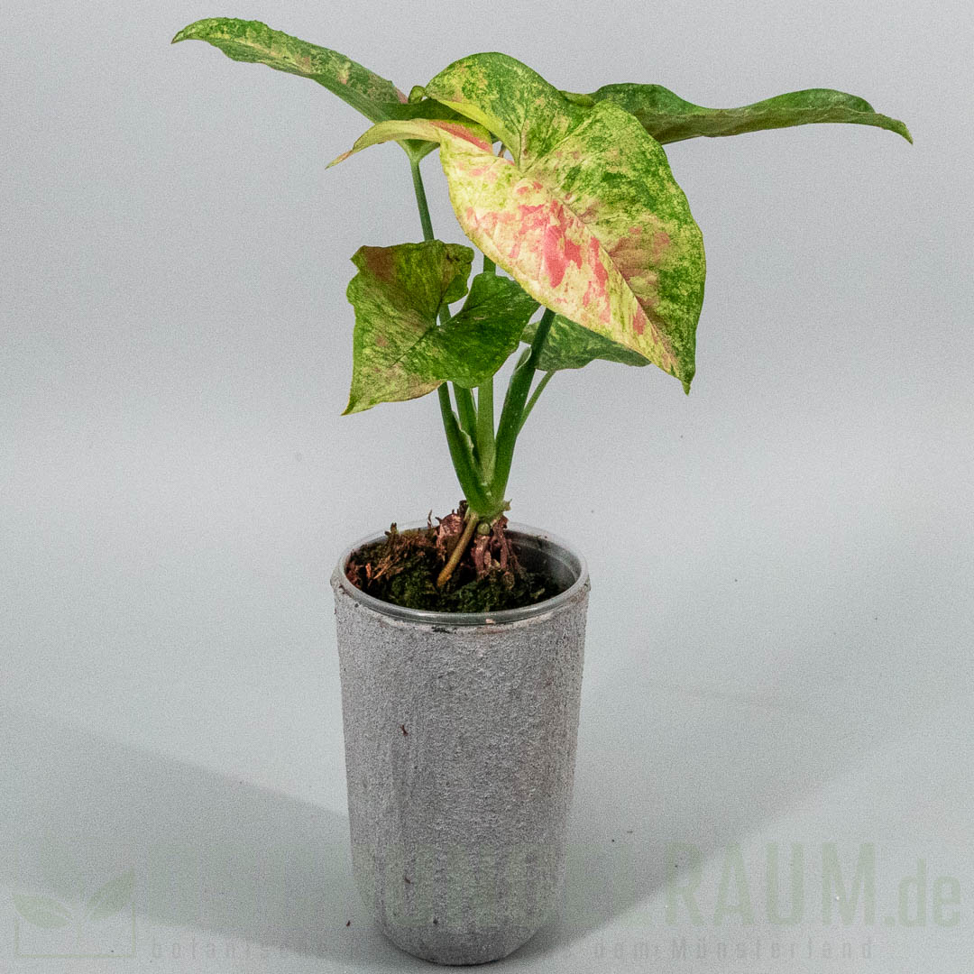 Syngonium Pink Fog