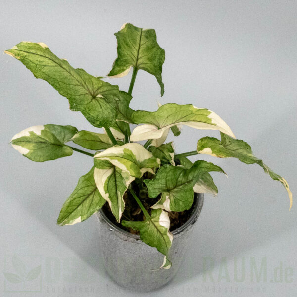 Syngonium White Princess #09 – Bild 2