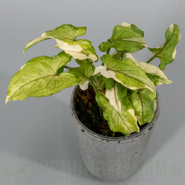Syngonium White Princess #09 – Bild 3