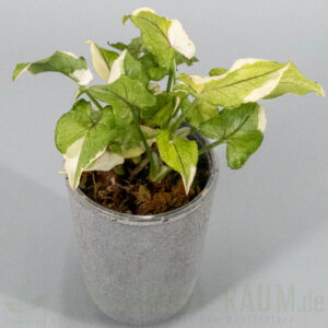 Syngonium White Princess