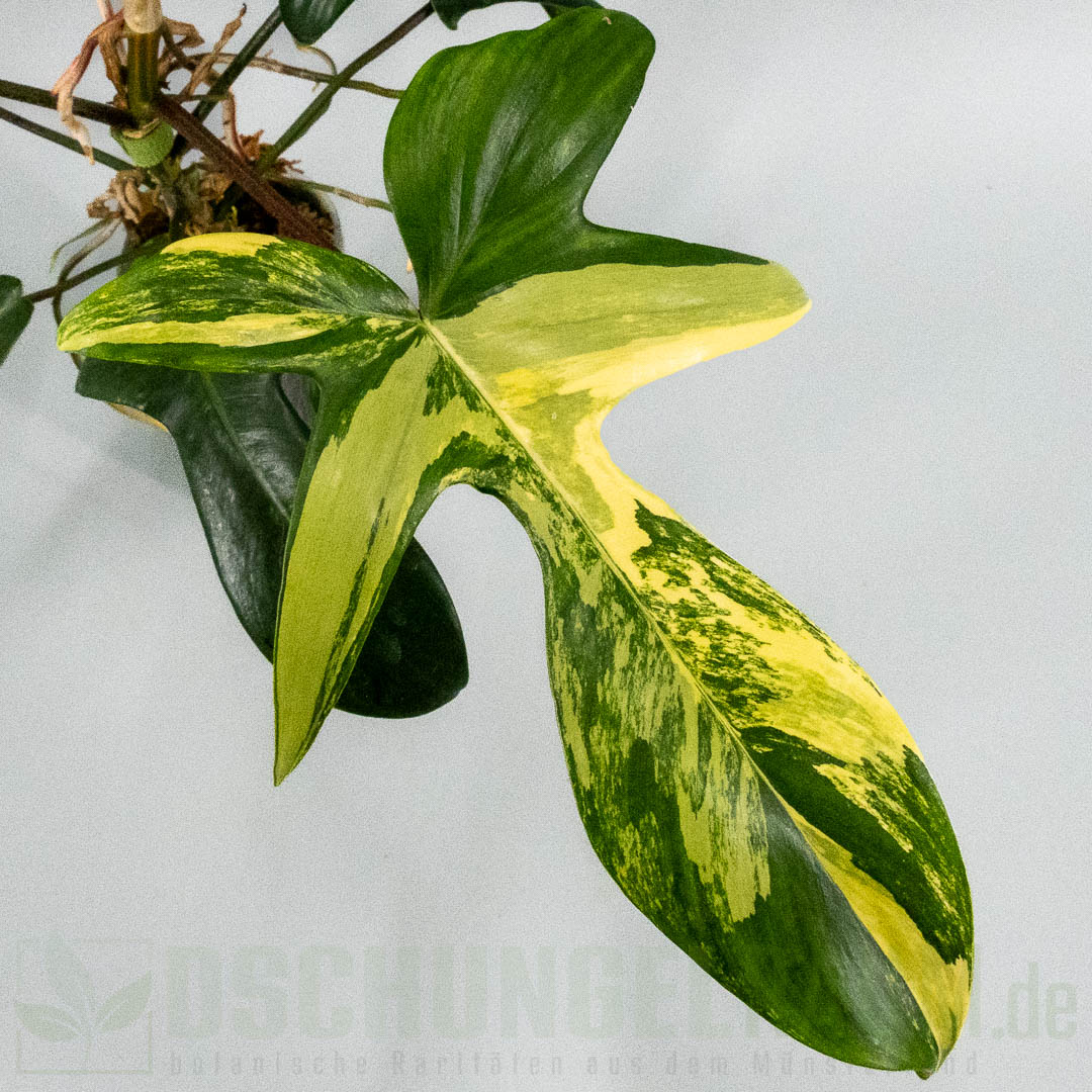 Philodendron Florida Beauty variegata