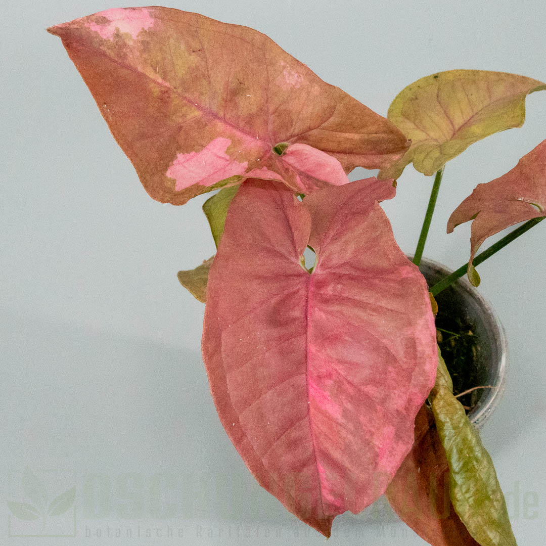 Syngonium double red variegata