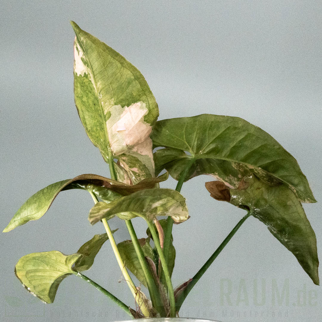 Syngonium double red variegata