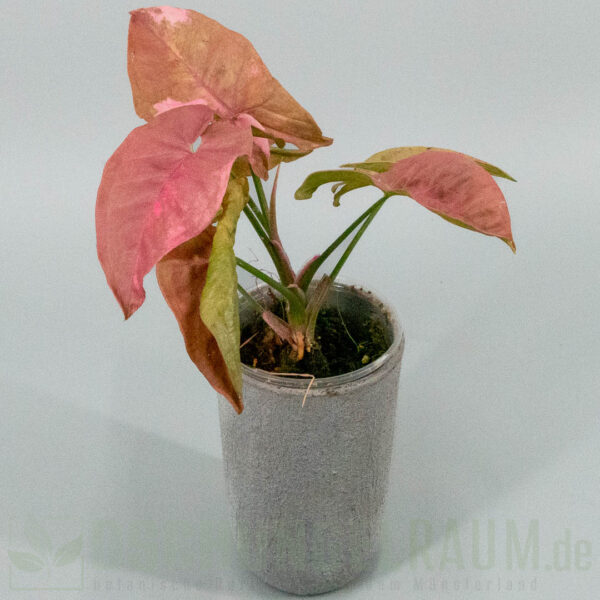 Syngonium double red variegata