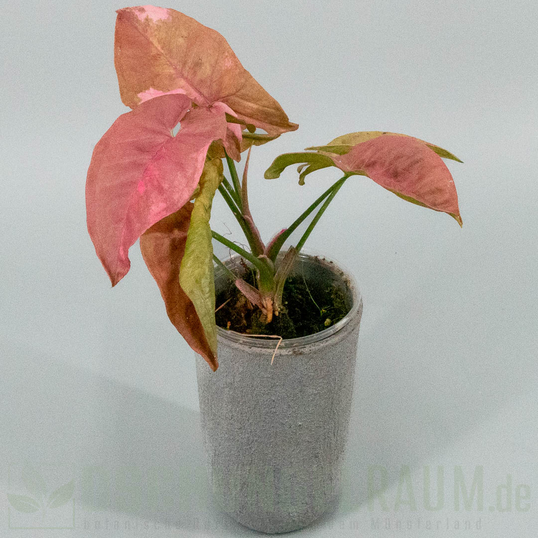 Syngonium double red variegata