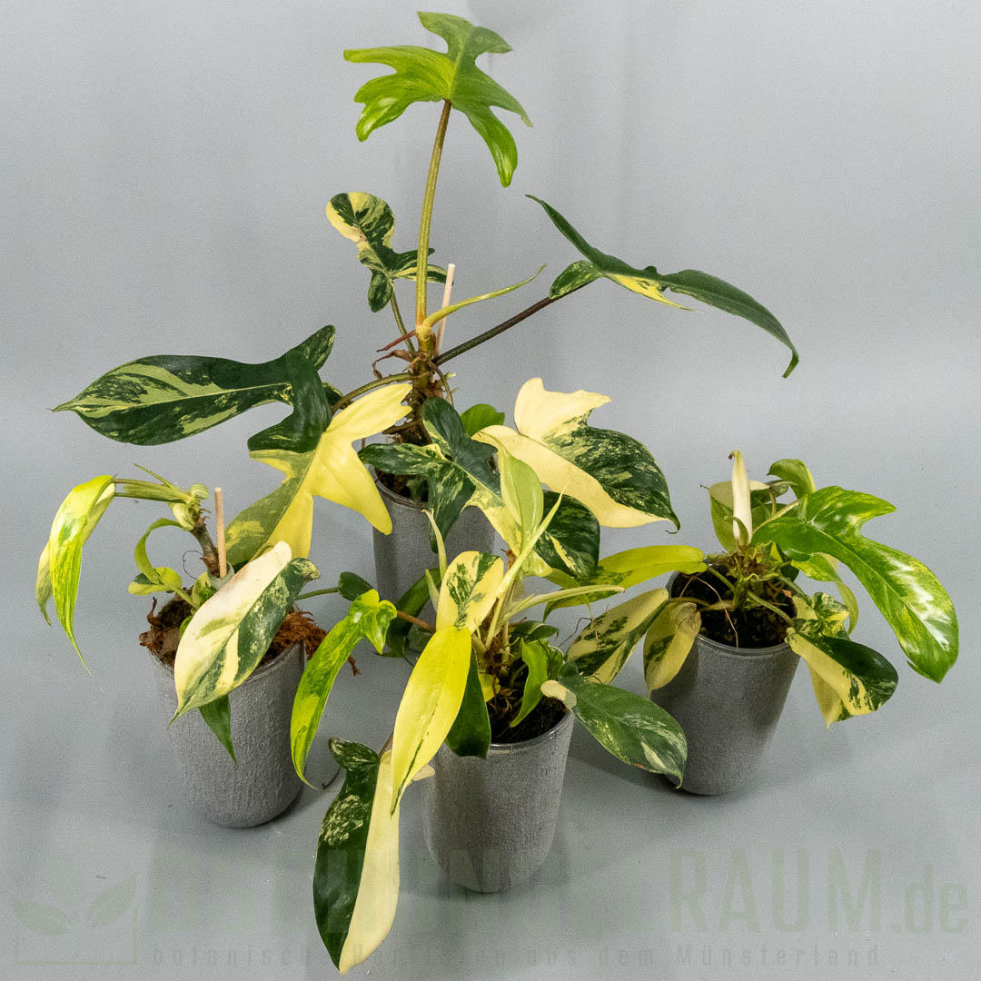 Philodendron Florida Beauty variegata