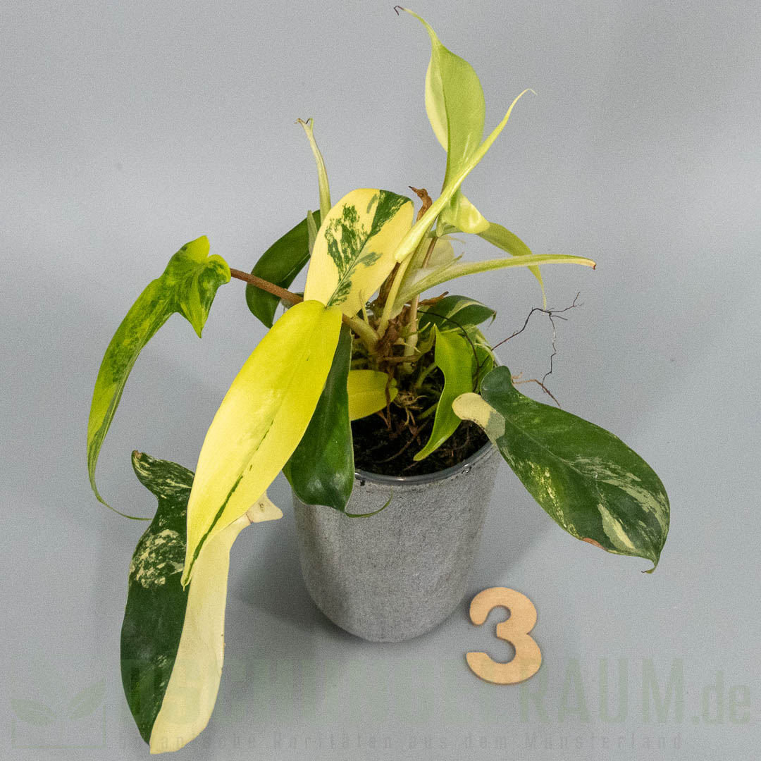 Philodendron Florida Beauty variegata