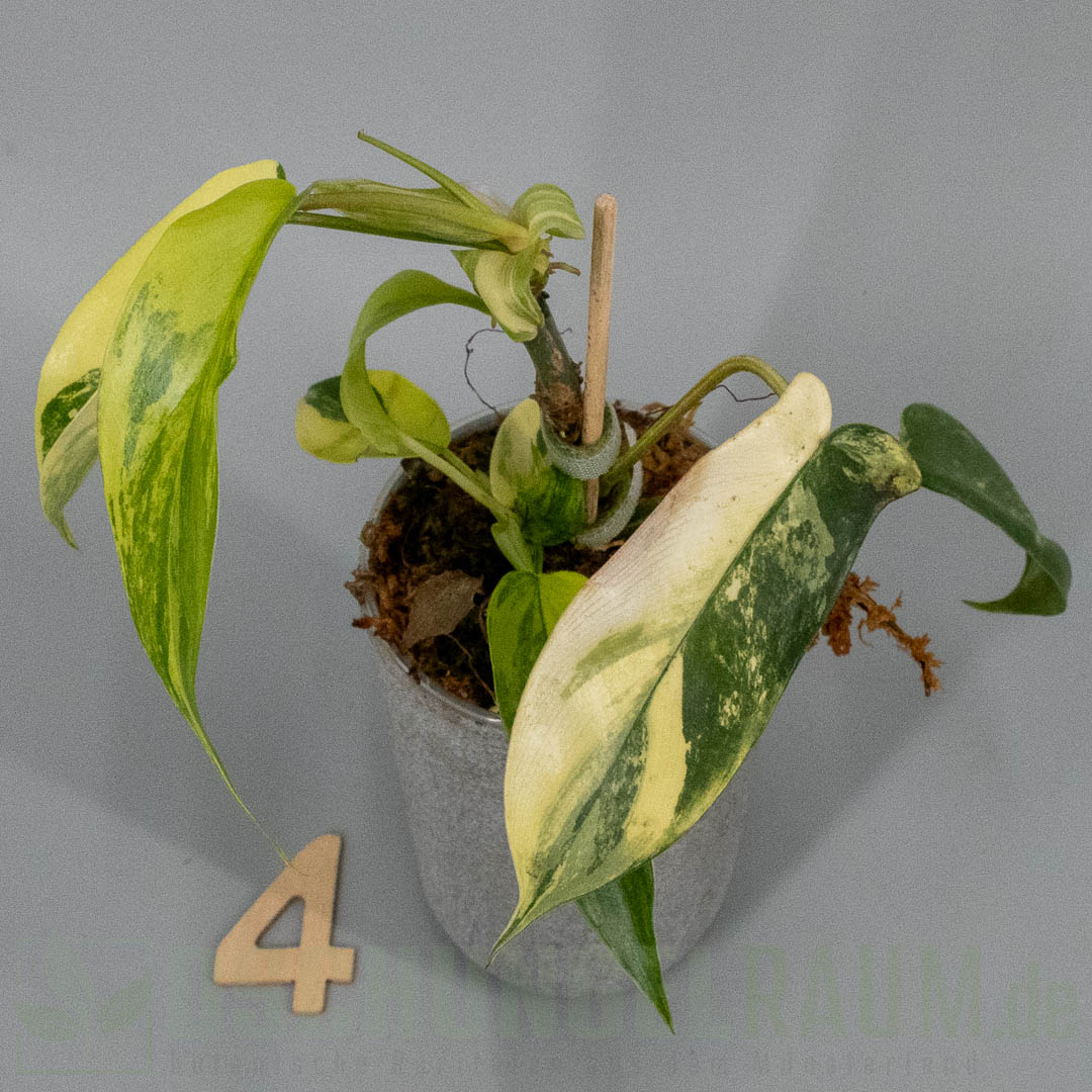 Philodendron Florida Beauty variegata