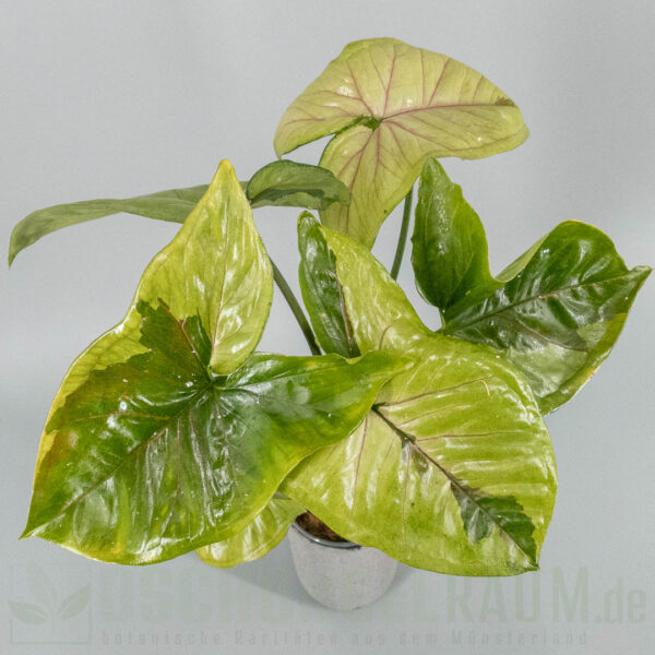 Syngonium brown lava