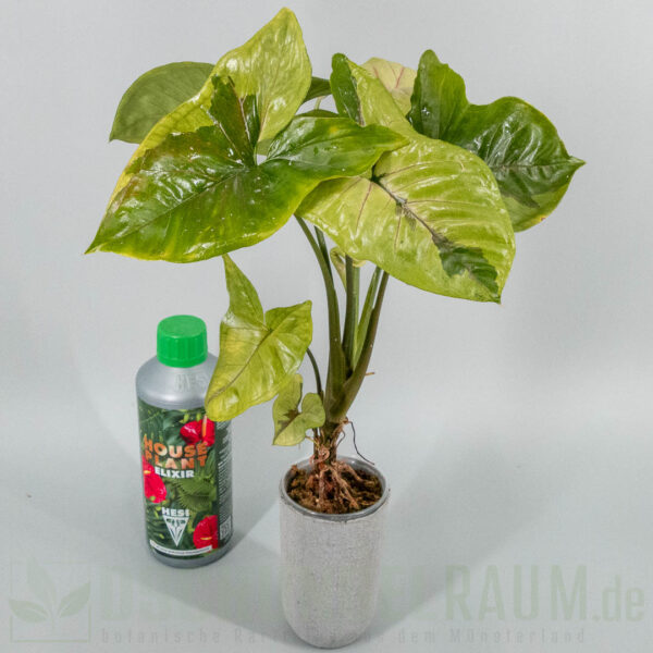 Syngonium brown lava