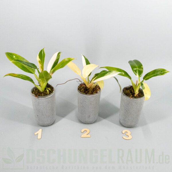 Philodendron wend imbe variegata