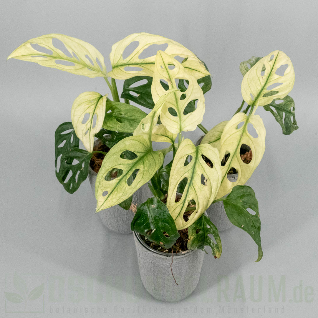 Monstera adansonii archipelago swedish ghost