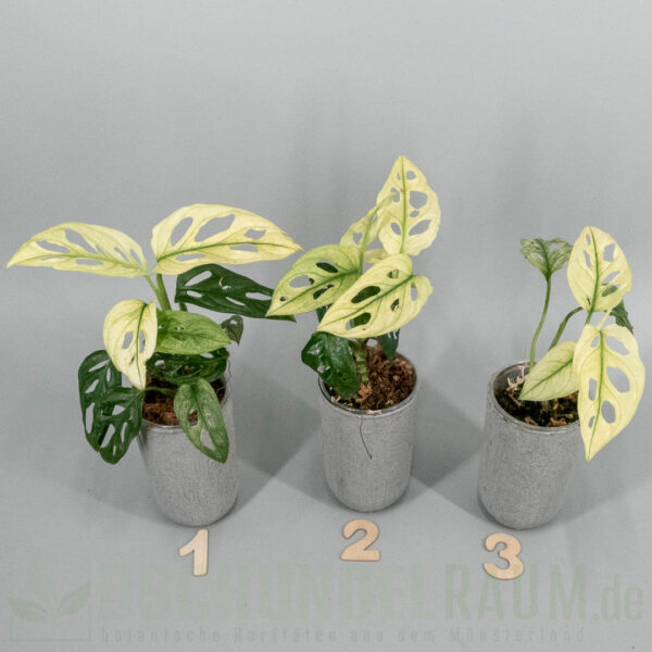 Monstera adansonii archipelago swedish ghost