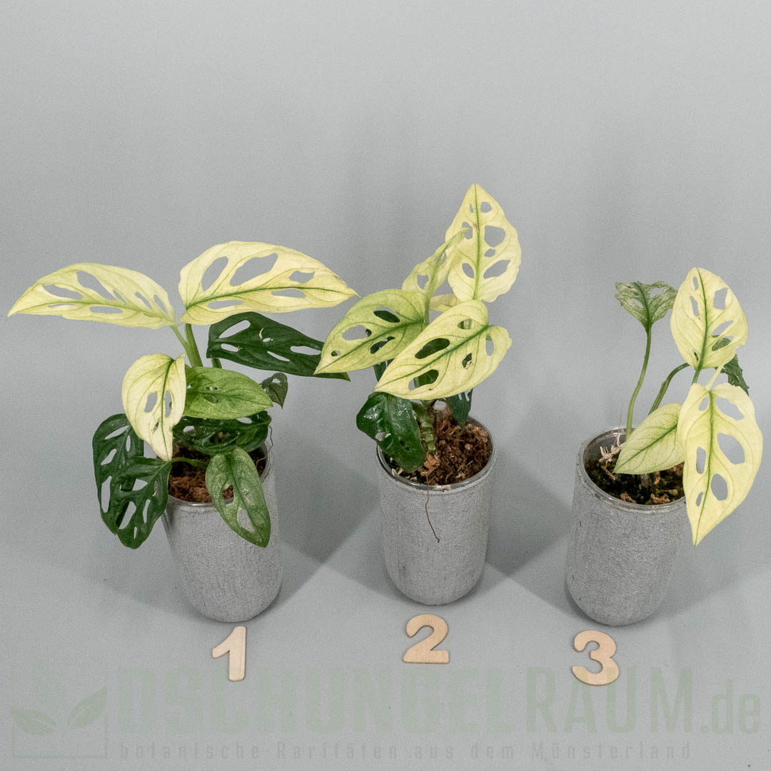 Monstera adansonii archipelago swedish ghost