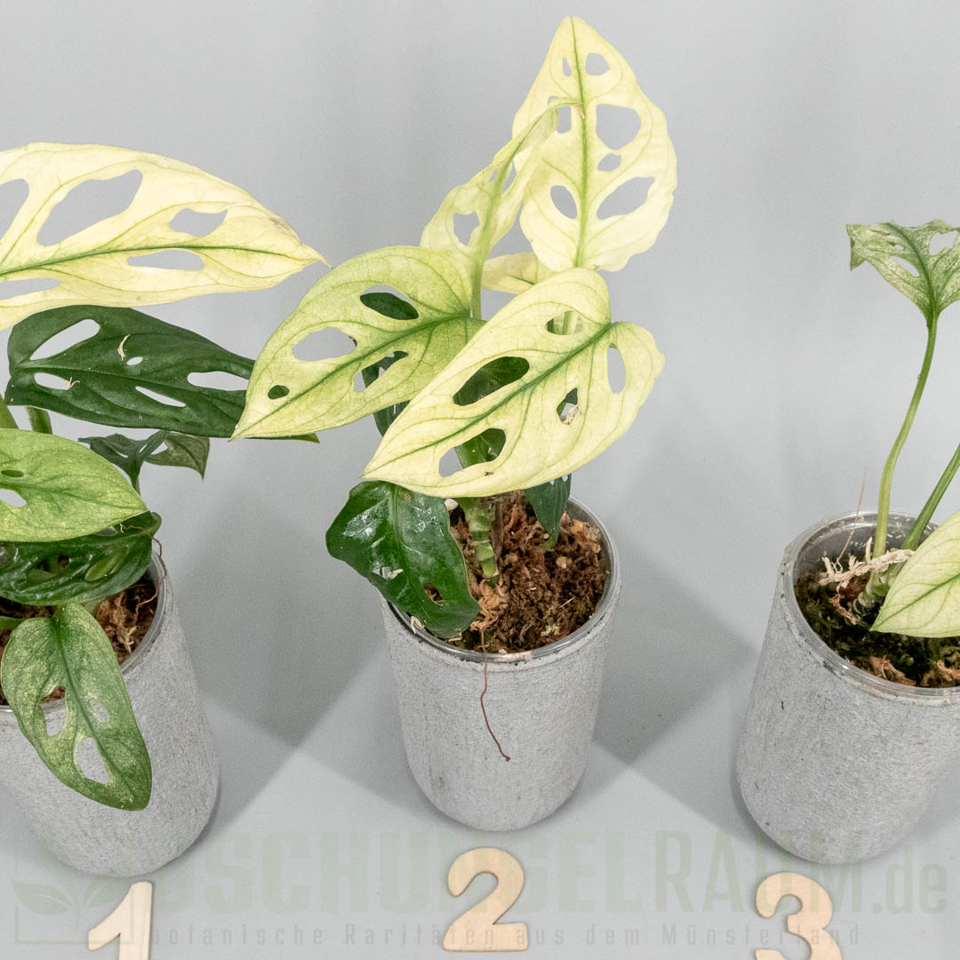 Monstera adansonii archipelago swedish ghost