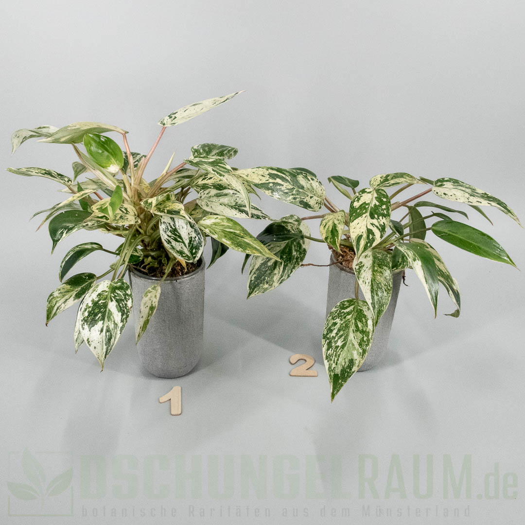 Philodendron emerald ice