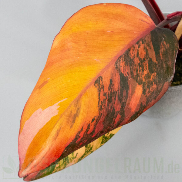 Philodendron princess of fire quad color