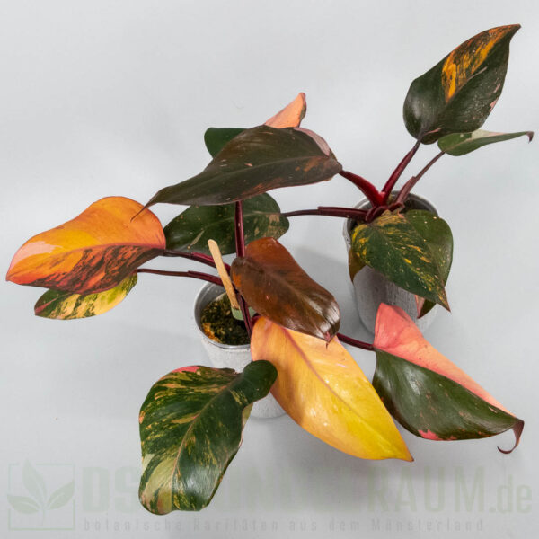 Philodendron princess of fire quad color