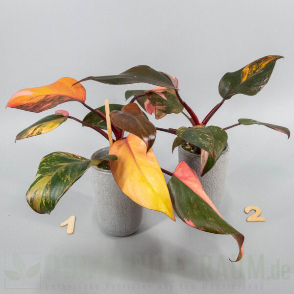 Philodendron princess of fire quad color