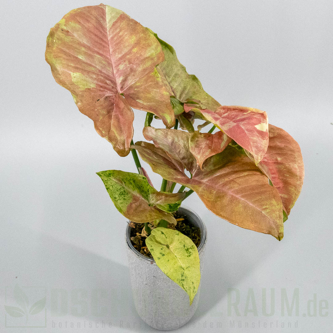 Syngonium milk confetti tricolor