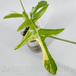 Philodendron pedatum Glad Hands variegata