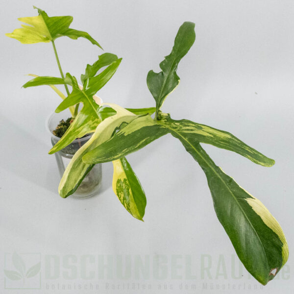 Philodendron pedatum Glad Hands variegata