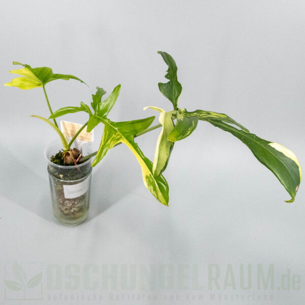 Philodendron pedatum Glad Hands variegata