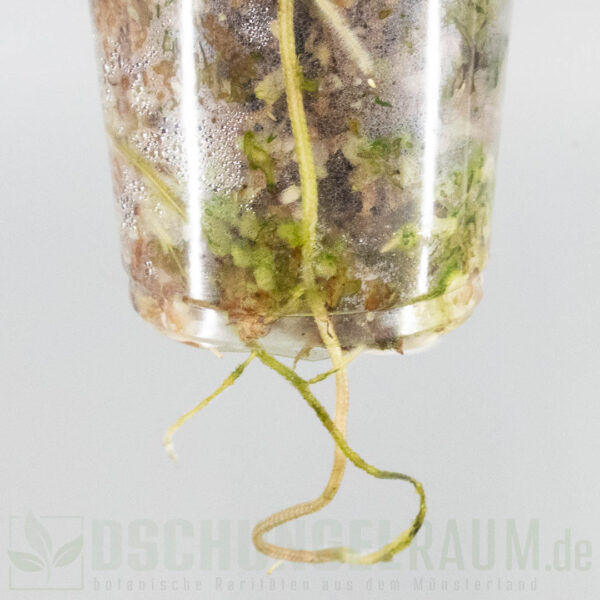 Philodendron pedatum Glad Hands variegata, high grade, selten #02 – Bild 4