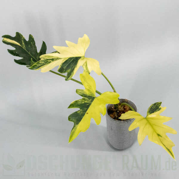 Thaumatophyllum williamsii aurea variegata