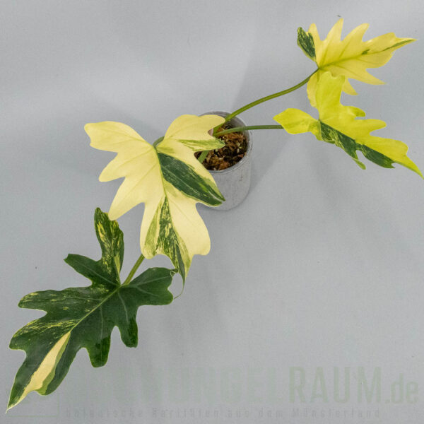 Thaumatophyllum williamsii aurea variegata