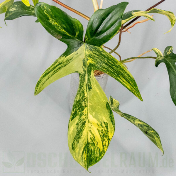 Philodendron Florida Beauty variegata