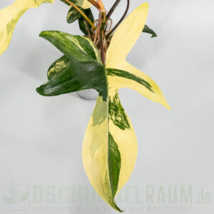 Philodendron Florida Beauty variegata