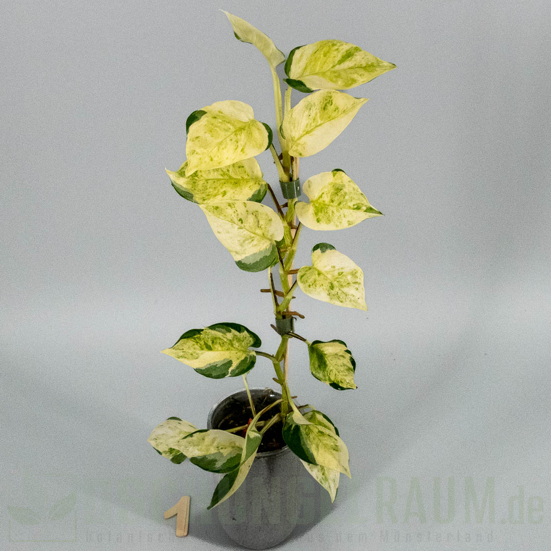 Epipremnum aureum asaoka japan global tricolor