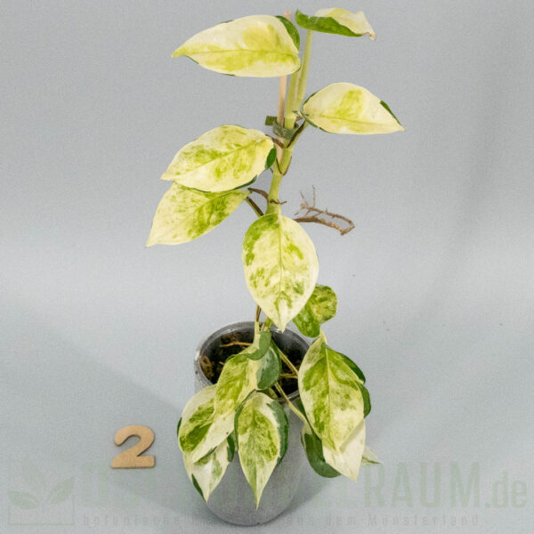Epipremnum aureum asaoka japan global tricolor