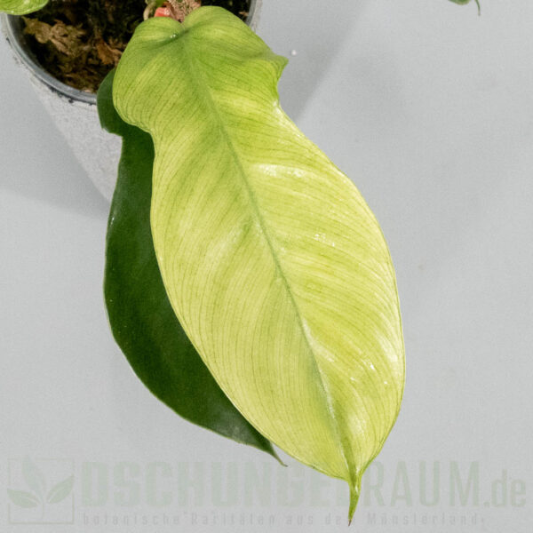 Philodendron squamiferum mint variegata